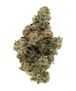 BC ORGANIC HOLLYWOOD MAC LTO