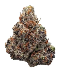 NORTHERN LIGHTS