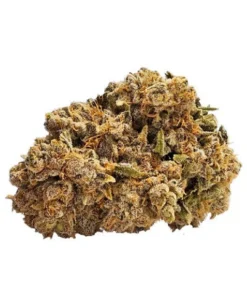 EAST COAST DANK'Z