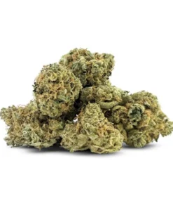 ORANGE ZLUSH SMALLS