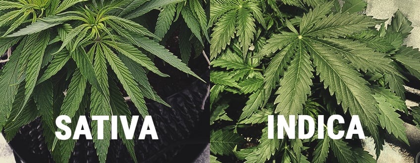 canabis-indica-sativa