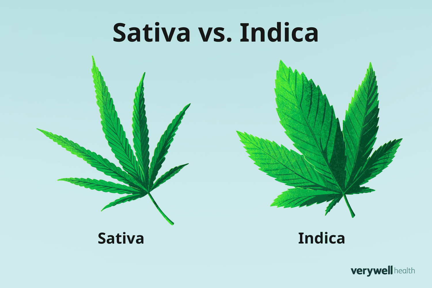 indica-vs-sativa-1123887-notext-33b8e8a95c4547eba7f42141627f11e5