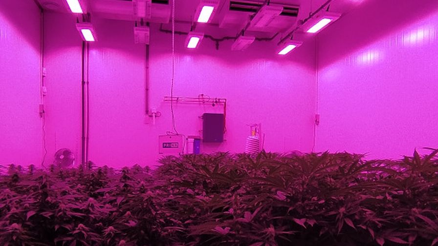 easy way to grow marijuana indoors step by step – lighting guide